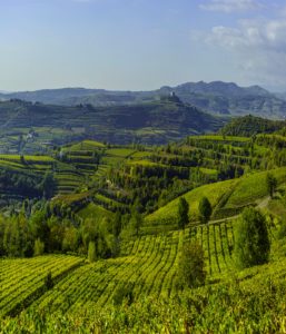 Soave Adopts Cru System