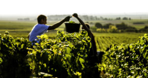 Harvest Begins in Champagne