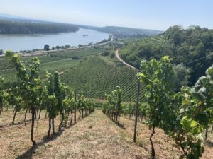 Exploring the Diversity of the Rheinhessen Wine Region [Part 1 of 3]