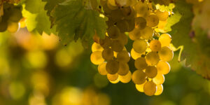 The Top Wines from Global Riesling Masters 2020