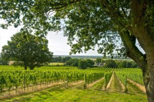 WINEGB ANNOUNCES ITS CALENDAR OF ACTIVITIES FOR 2021