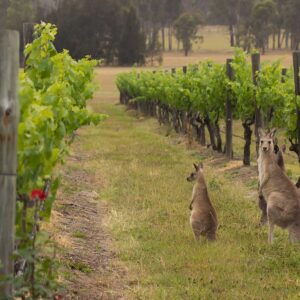 Wine Australia is launching a new global 24/7 virtual platform