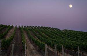 IWSC: Top Biodynamic Wines