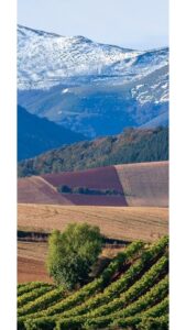 The Consejo Regulador DOCa of Rioja unveils strategic five-year plan