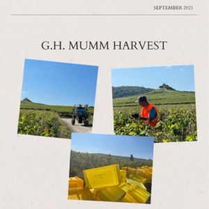 Mumm 2021 Harvest – Part lll – “Only the Best”