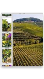 What to expect from Italy’s 2022 vintage – from Alto Adige to Sicily