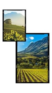 Stellenbosch “Sommelier Bootcamp” Launches September