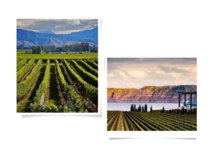 Demand for New Zealand Sauvignon Blanc causes strong export growth