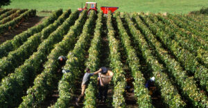 Global Wine Production Lowest Level Since 1961