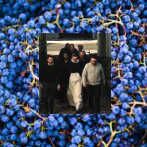 “Ungrafted Vines” hits the silver screen in 2024