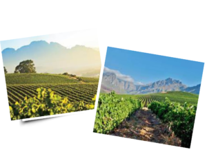 Wines of South Africa Export Report 2023: Positive Value Growth, Despite Challenging Global Economy