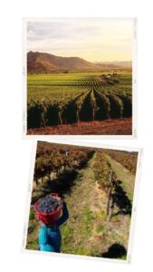 Chile’s 2024 harvest: Yields low and high quality