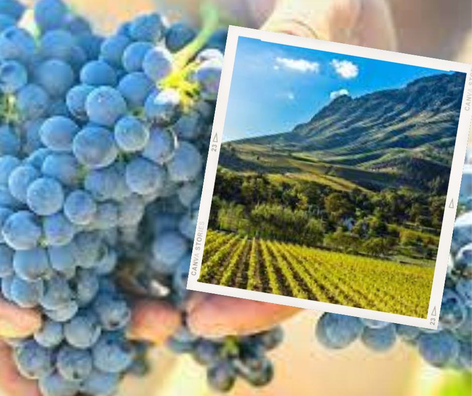 South African wine industry delivers exceptional harvest despite climatic challenges