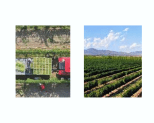 Yinchuan’s Ascent: China’s Emerging Global Wine Capital at the Eastern Foothills of the Helan Mountains