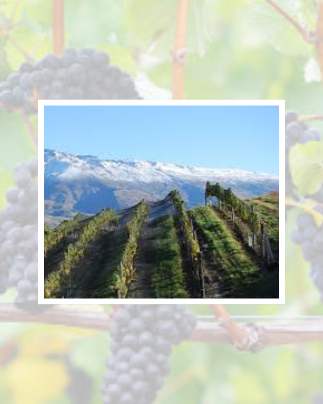 Raise Your Glass to New Zealand for International Pinot Noir Day – August 18th