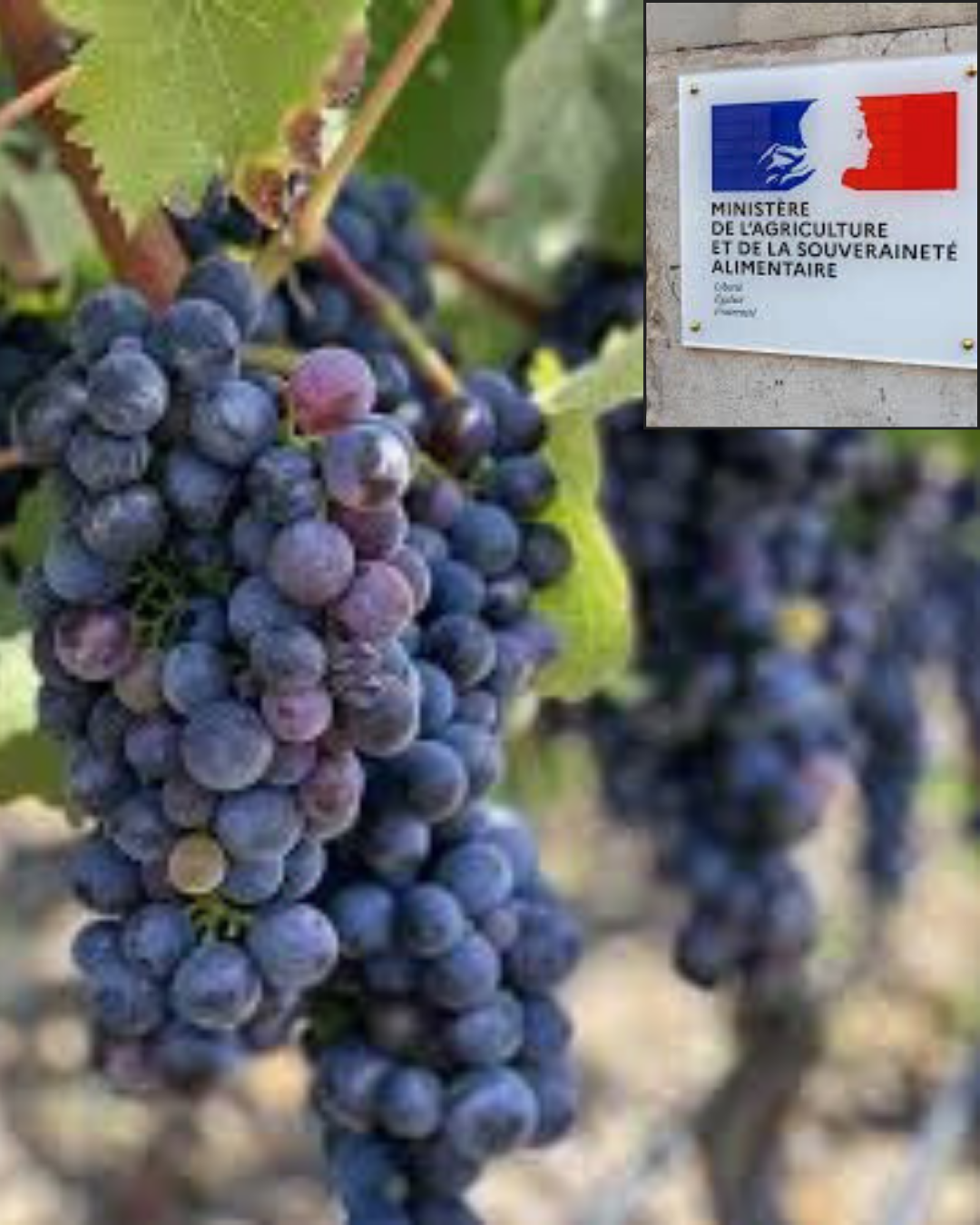 EU Authorizes Three New Grape Varieties: Calardis Blanc, Magdeleine Noir, and Négret de la Canourgue