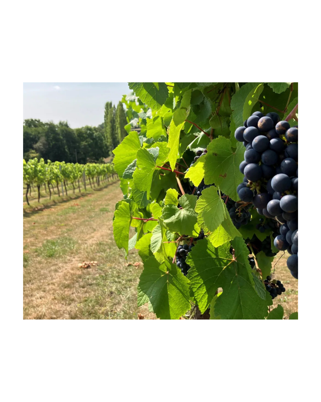 Welsh Wine Industry Thrives Amid Climate Shifts and Strategic Innovation