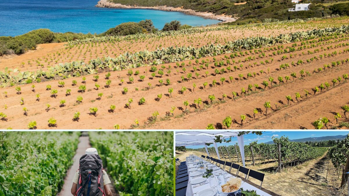 Rediscovering Sulcis, Sardinia – From Vineyard to Sea along the Cammino Minerario di Santa Barbara and through the Lands of Carignano