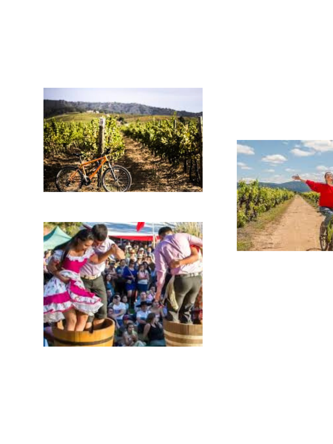 Harvest Season in Chile: Wine Tourism Events Near Santiago from Maipo to Itata (2026 Guide)