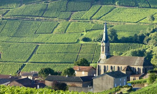 Burgundy Wines - Liz Palmer