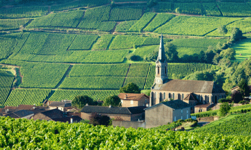 Burgundy-vineyards