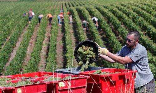 Champagne Harvest 2020