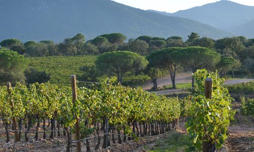 Chatea_des_Bertrands_terroir_1