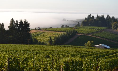 DSC_2828-1