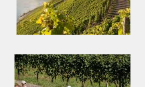 Gray Minimalist Mood Photo Collage (1)