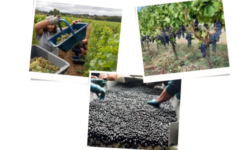 Bordeaux 2022 vintage produces ‘high-quality grapes’
