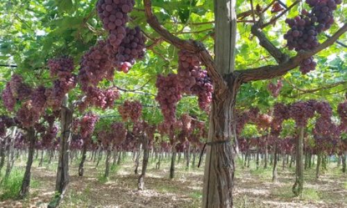 ITALIAN GRAPES