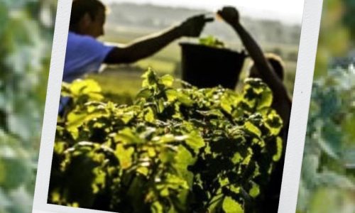 Liz Palmer - Champagne Harvest 2022