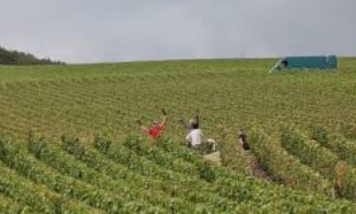 Liz Palmer - Champagne Harvest
