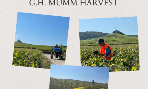 Liz Palmer - Champagne Mumm Harvest 2021 -1