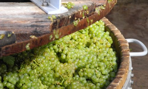 Liz-Palmer-Champagne