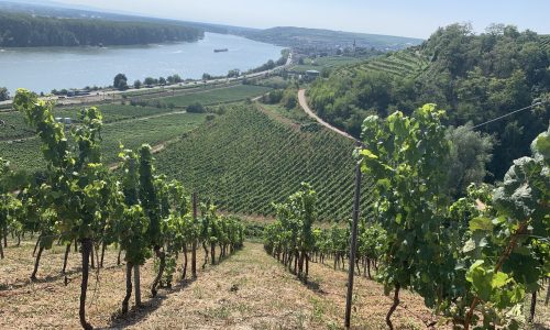 Liz Palmer - Rheinhessen - #1