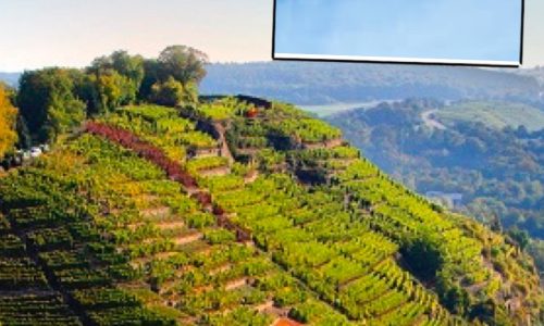 Liz Palmer Wine Predictions 2022