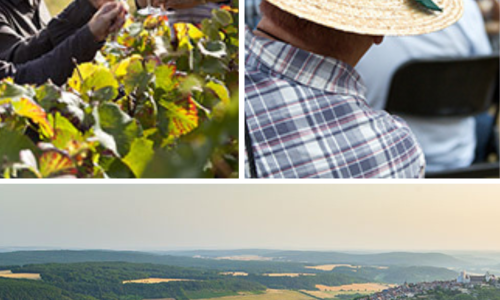 Liz Palmer_Bourgogne