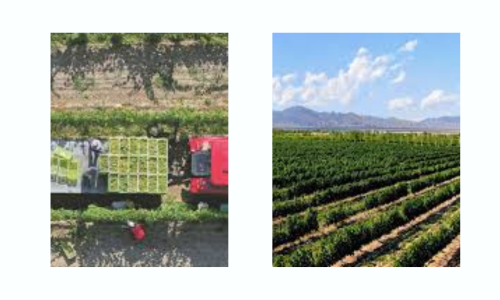 Liz Palmer_China Wine