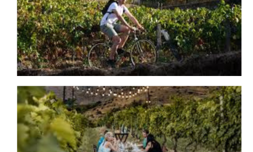 Liz Palmer_Global Wine Tourism