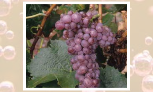 Liz Palmer_Pink Chardonnay