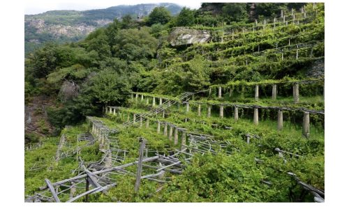 Liz Palmer_Winetourism_ 2025