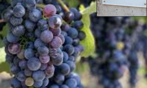 LizPalmer_WineTourism