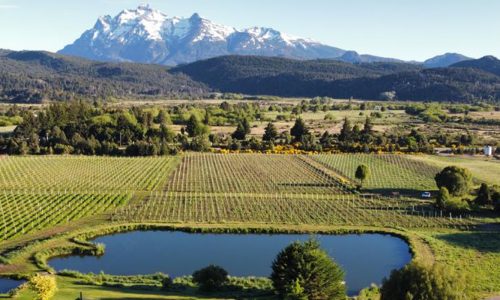 Malbec Wines - Patagonia