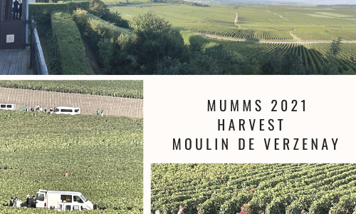 Mumms Champagne 2021 harvest - Liz Palmer