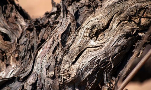 Old+Vines