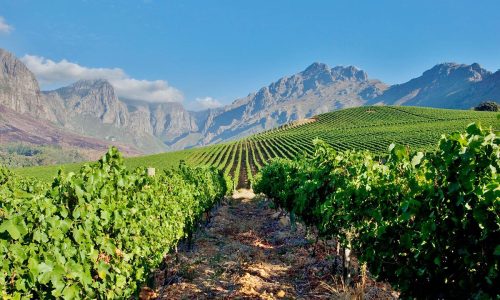 Oldenburg-Vineyards-South-Africa.jpg.1200x800_q85_crop