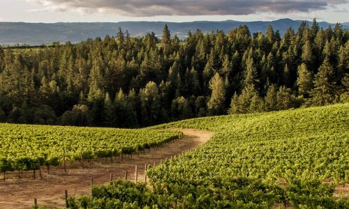 Oregon Wine