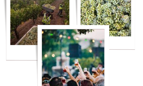 Pink Throwback Collage Photos Instagram Post (1)