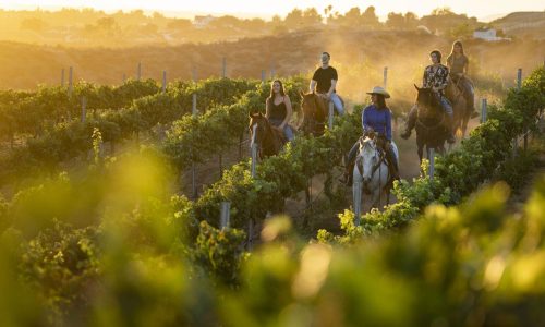 Temecula_California-Ranch-Company-Group-Horseback-Riding